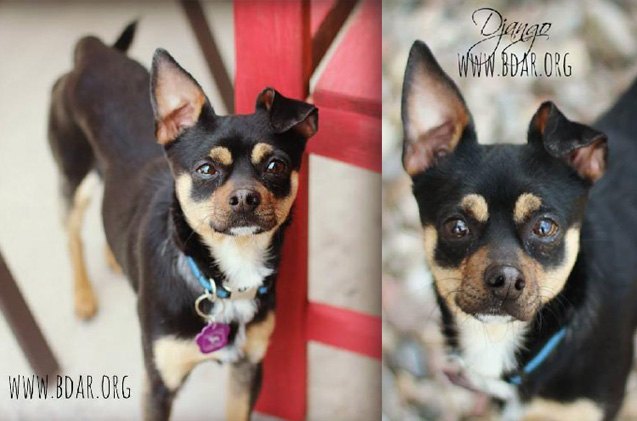 adoptable dog of the week django