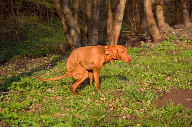 5 reasons why you should always pick up dog poop