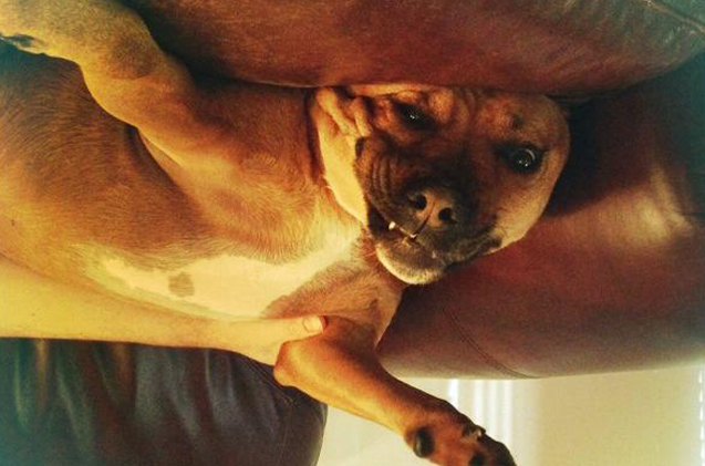 upside down dog of the week chuck