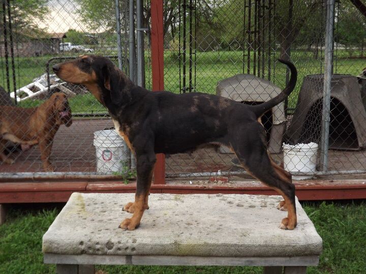 american leopard hound