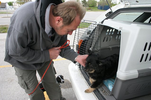 transport to freedom going behind the scenes of dog transport