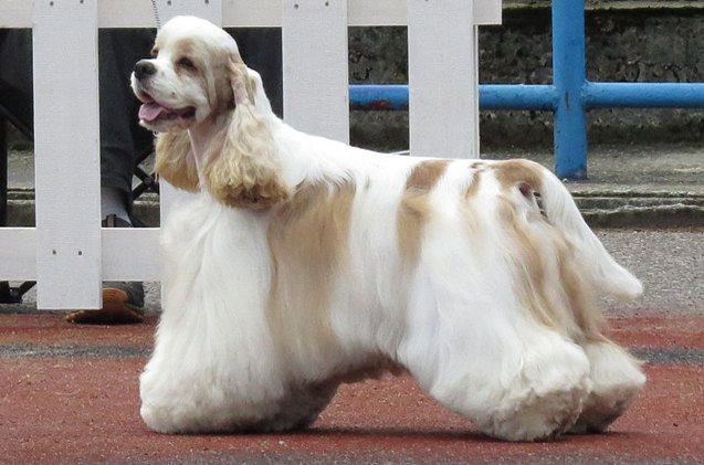 american cocker spaniel