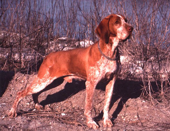 bracco italiano