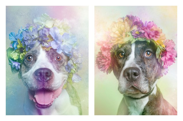 adorable photo series shows pitbulls in a gentler light