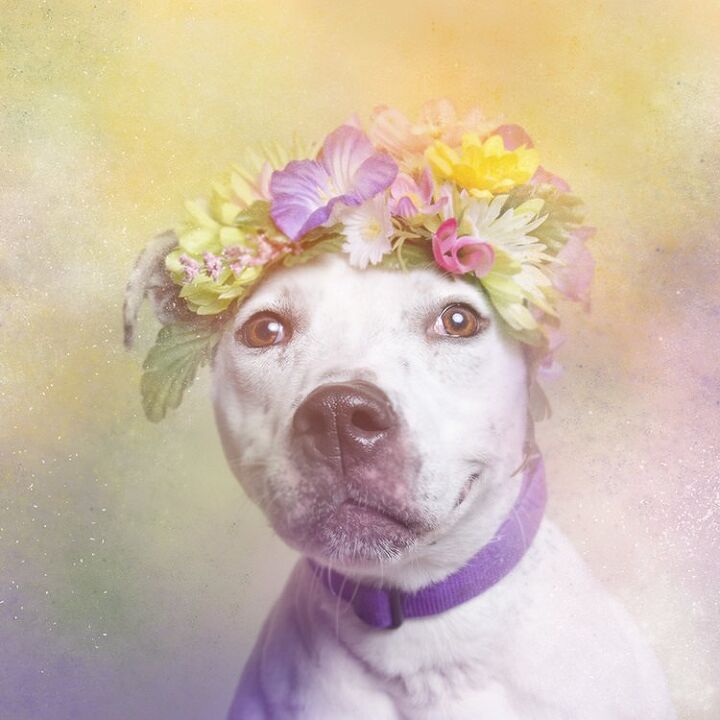 adorable photo series shows pitbulls in a gentler light