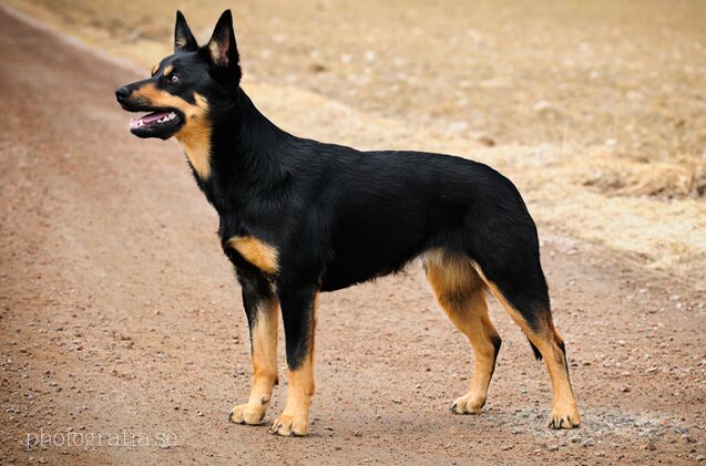 australian kelpie