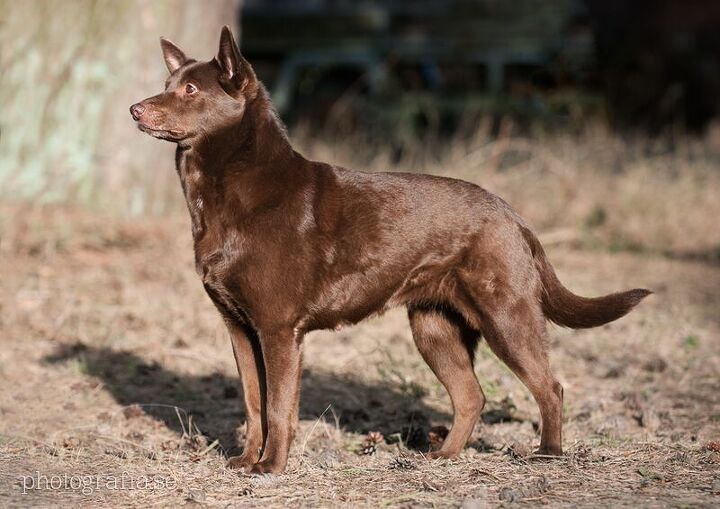 australian kelpie