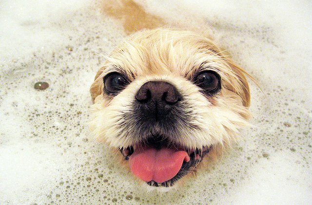 treat your pampered pooches to a relaxing day at the dog spa