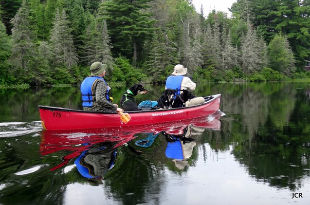 up the creek adventures in canine canoeing part 1