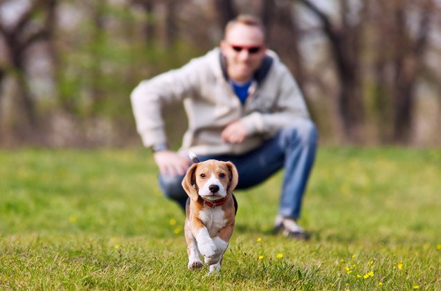 6 tips on teaching your puppy to come when called