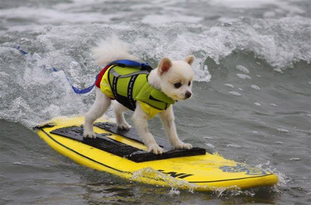 hang 10 with your pup at surf city surf dog competition