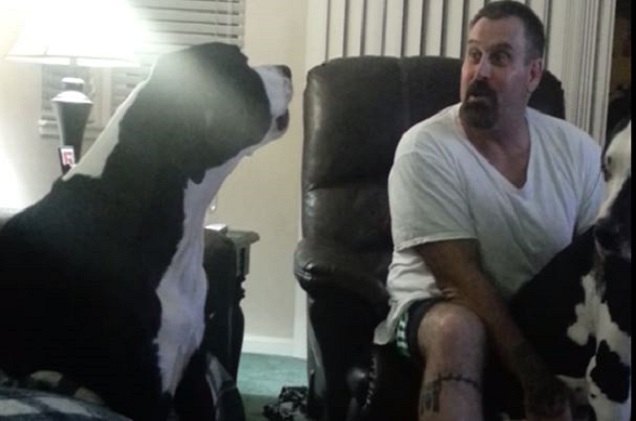 jealous great dane doesnt want to share the love video