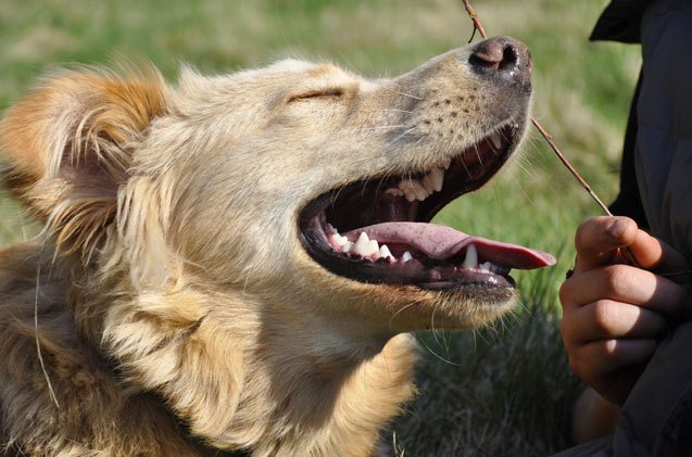 what emotions do dogs actually experience