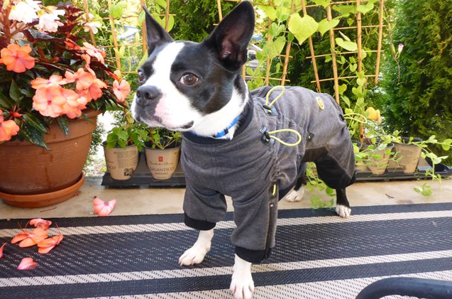 zippy full body suits for dogs are spiffy in a jiffy