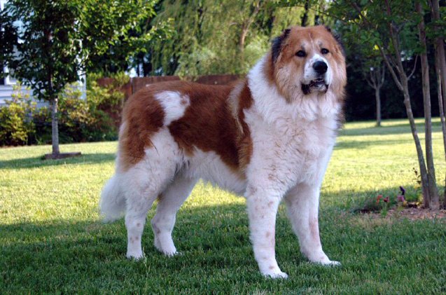 caucasian shepherd dog