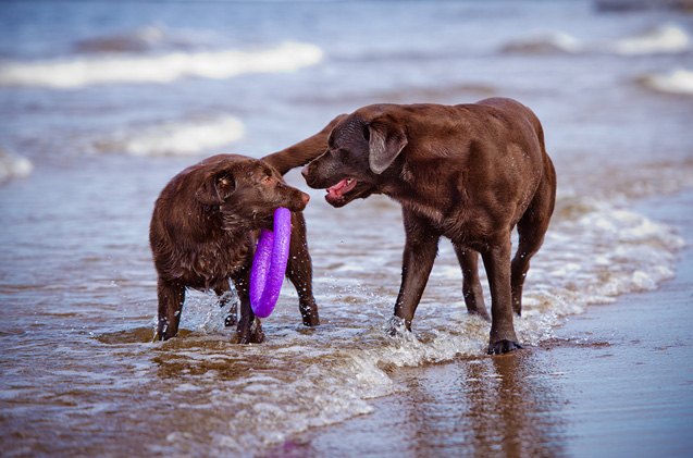 top 10 friendliest dog breeds