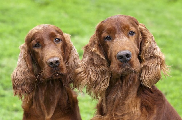 top 10 friendliest dog breeds