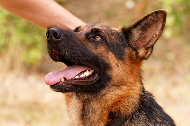 top 10 friendliest dog breeds