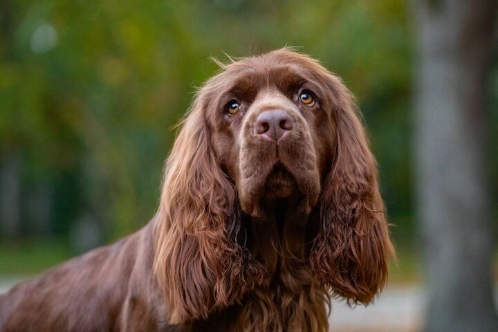 sussex spaniel