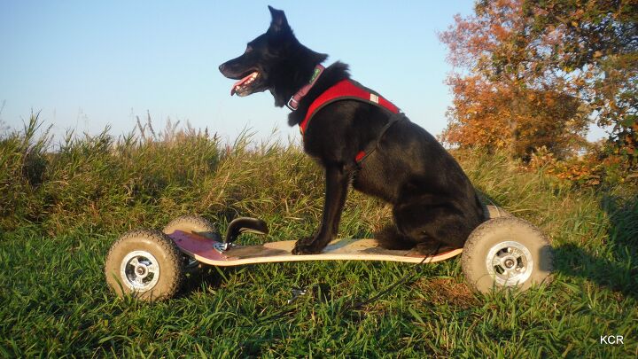 mountain boarding with dogs off roading adventures powered by pooches