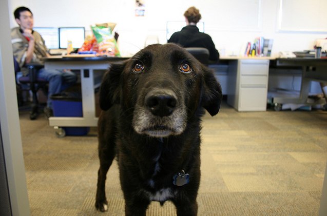 work to drool reasons to have dogs at work