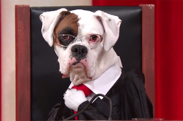 the solution for boring court programming adorable dog reenactments