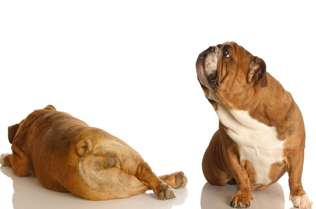 5 fragrant treatments for dog flatulence