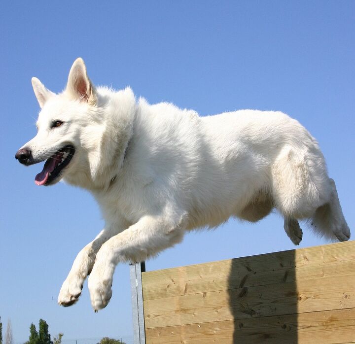 white shepherd