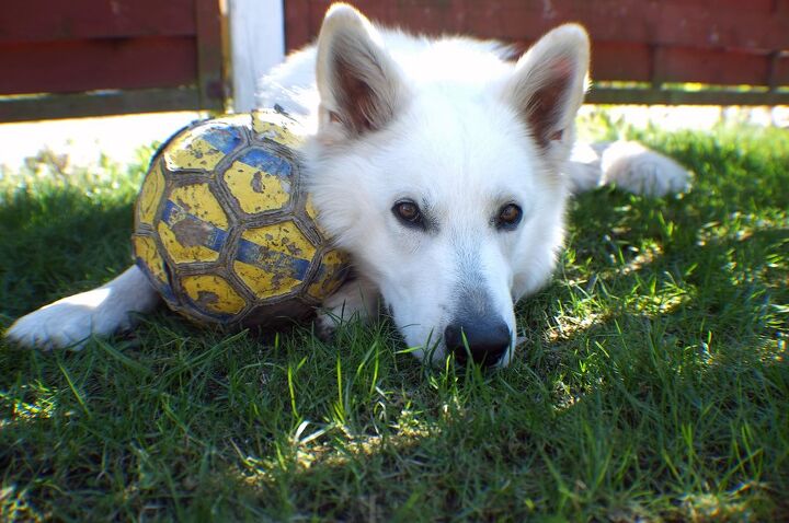 white shepherd