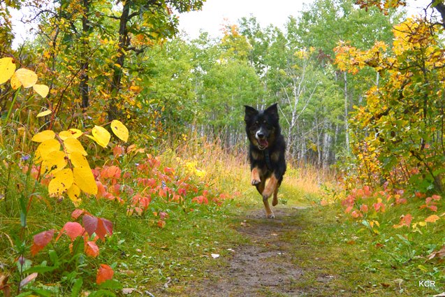 top 5 reasons to go for an autumn hike with your dog