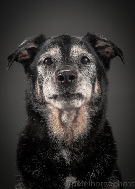 these beautiful photos of old dogs will bring a tear to your eye