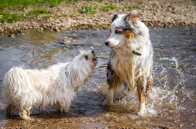 all about neutering dogs