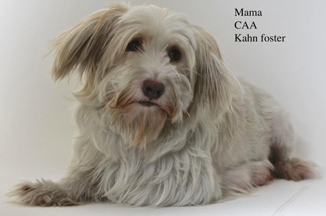 adoptable dog of the week mama