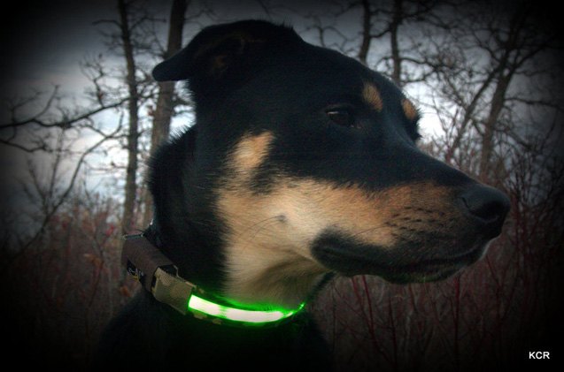 product review head lites led collars