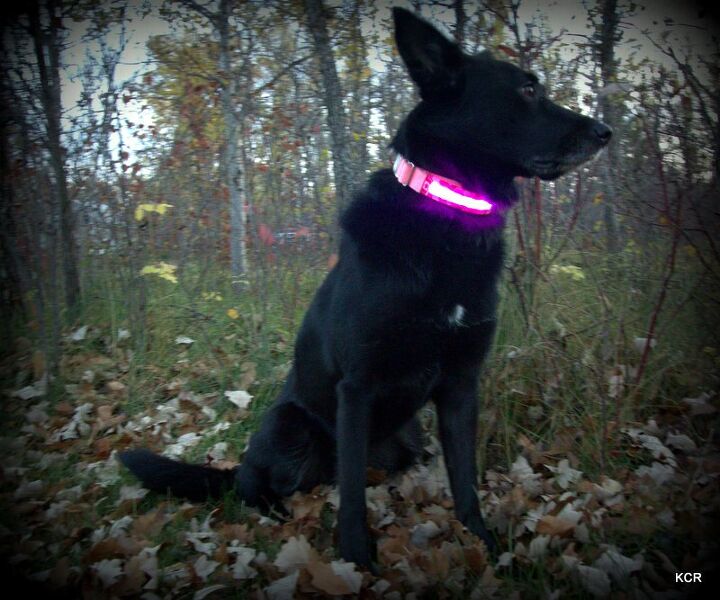 product review head lites led collars