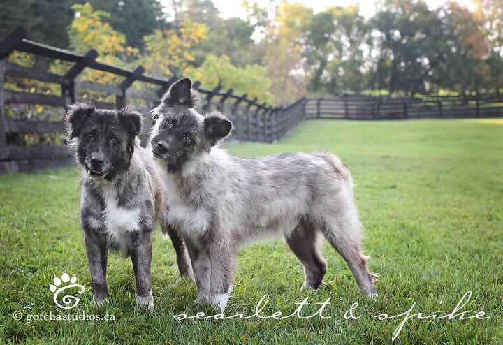 dog tales sanctuary is like heaven on earth for dogs and people