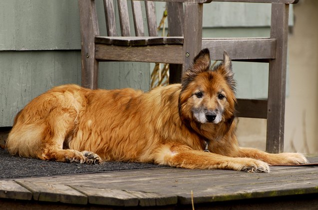 talking about palliative care for older dogs