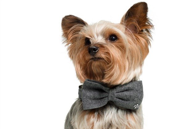 don your dog in dapper apparel this holiday season