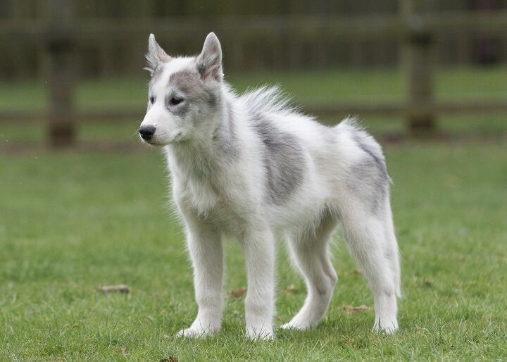 canadian eskimo dog