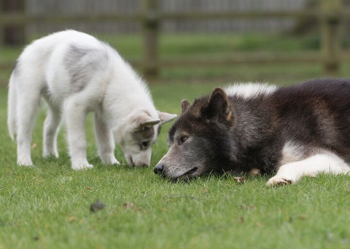 canadian eskimo dog