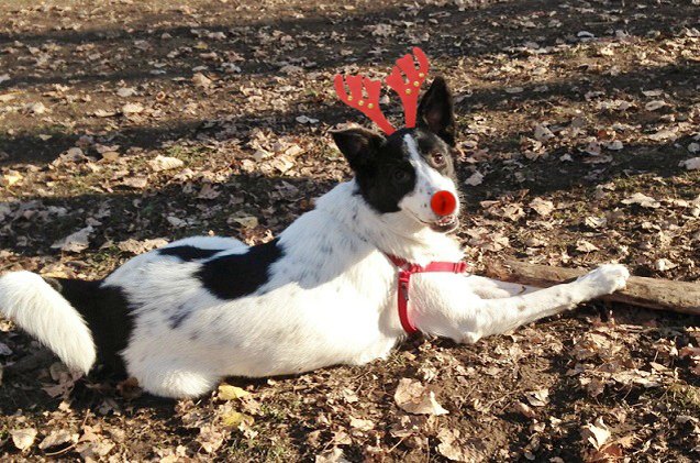 gen y dogma how to do your dogs first christmas up in style