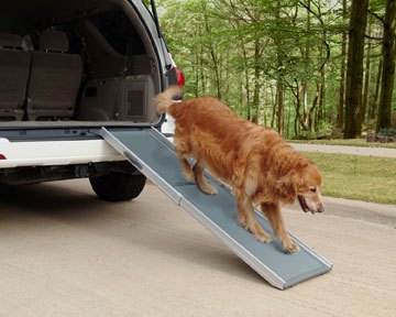 ramps and pet steps give stiff senior dogs a leg up