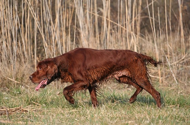 what are the american kennel club field trials