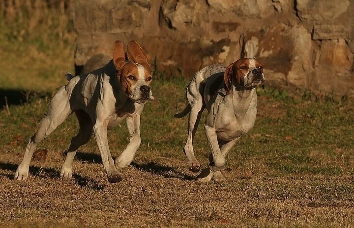 english pointer