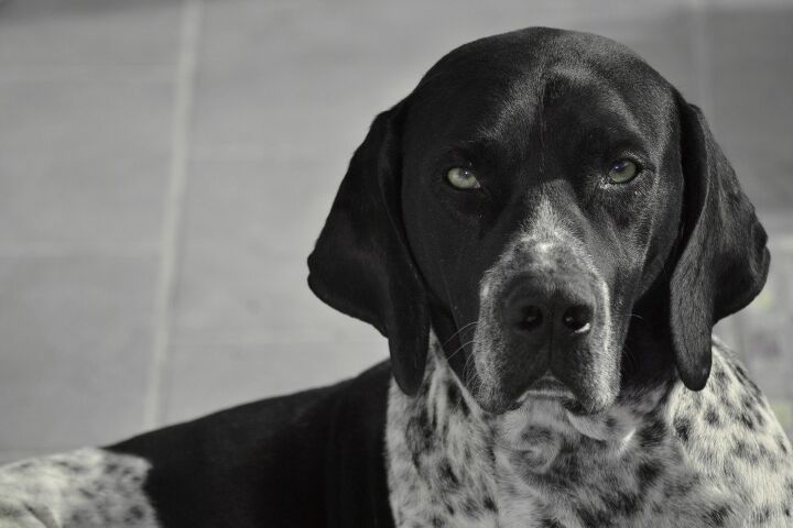 english pointer