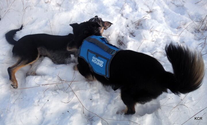 product review outward hound thermovest