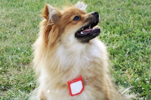 lost and found findster the gps pet tracker with no monthly fees