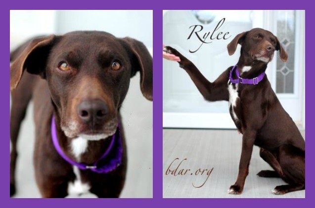 adoptable dog of the week rylee