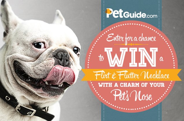 petguide com reader appreciation giveaway