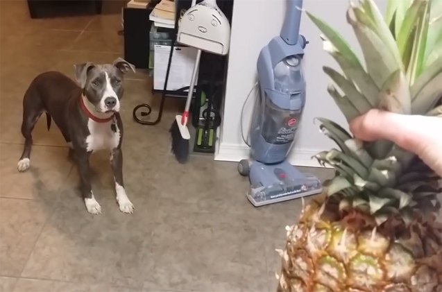 pitbull petrified of suspicious looking pineapple video